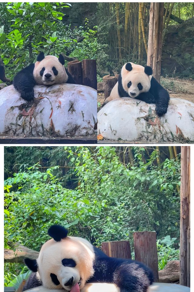 廣州長隆 | 熊貓冰爽夏日全攻略，萌趣又清涼