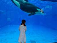 上海海昌海洋公園王炸活動，玩到唔想返屋企～