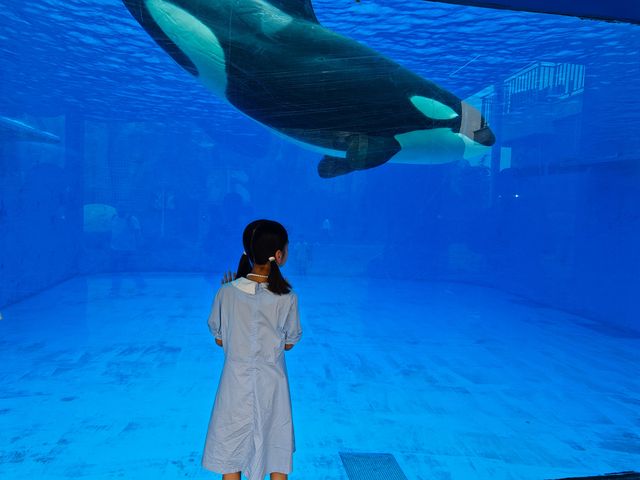上海海昌海洋公園王炸活動，玩到唔想返屋企～