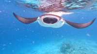 Ideal Stay for Manta Rays