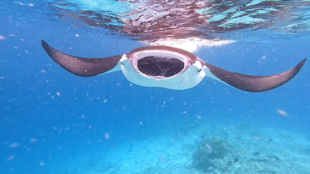 Ideal Stay for Manta Rays