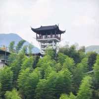 This is the Legendary Bamboo Forest of Crouching Tiger