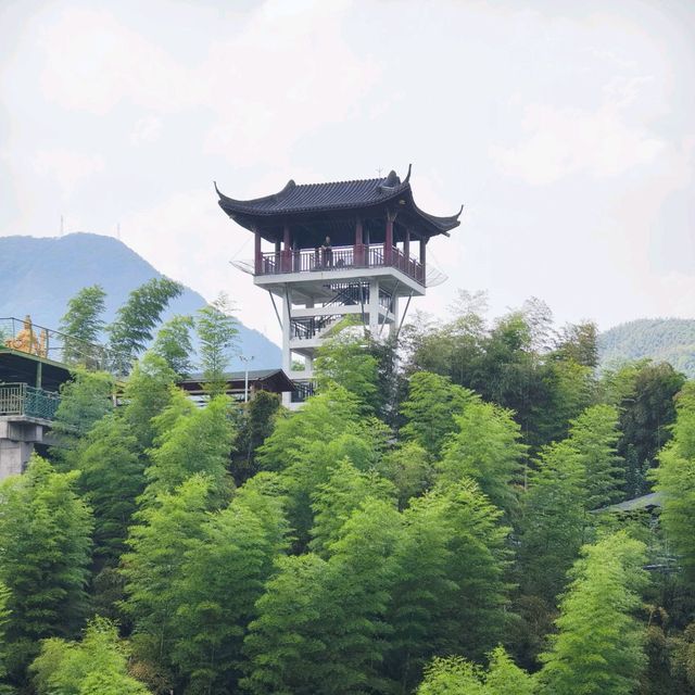 This is the Legendary Bamboo Forest of Crouching Tiger