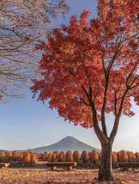 日本紅葉3大區穩妥觀賞期指南來啦