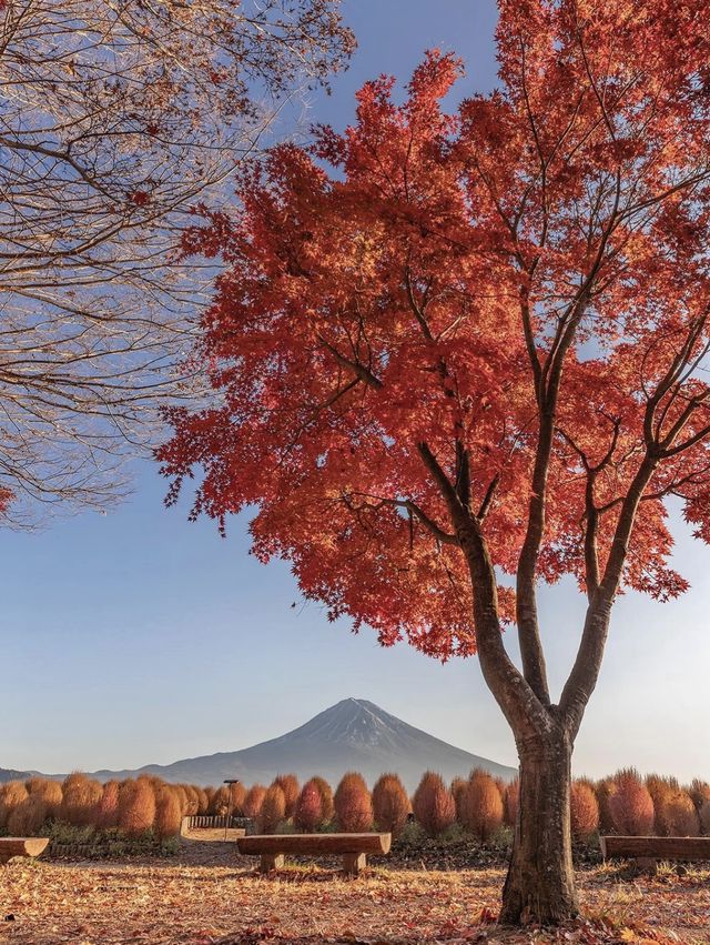 日本紅葉3大區穩妥觀賞期指南來啦