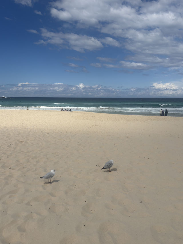 【邦迪海灘 Bondi Beach｜陽光與浪潮的自由畫布】