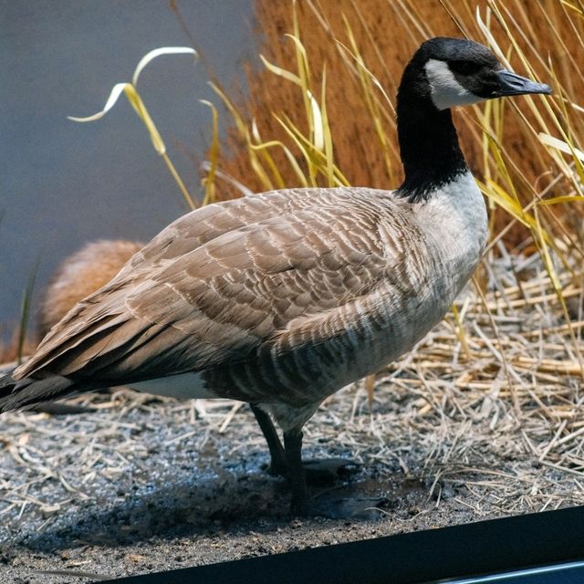 🦴 Natural History Museum Helsinki – A Journey Through Time and Nature