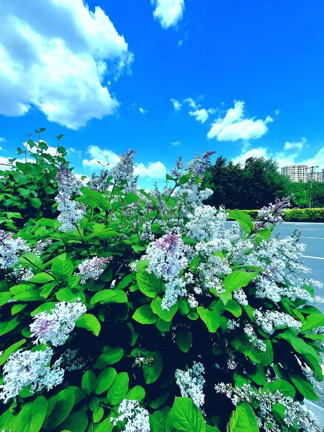 丁香湖公園序