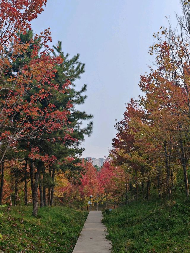 雁南公園金秋漫步指南