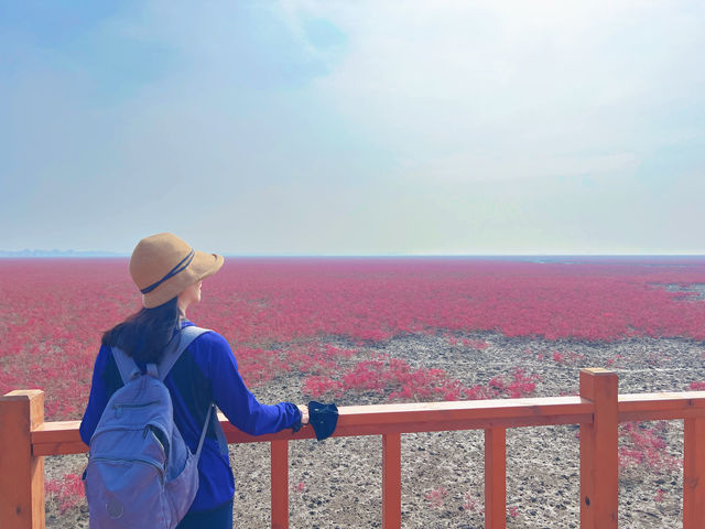 盤錦紅海灘：一場與時間賽跑的視覺盛宴