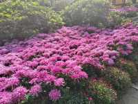 菊花文化節時間 2025年10月18日-11月17日，現在去剛好。滿園菊花+武俠NPC，沉浸感拉滿