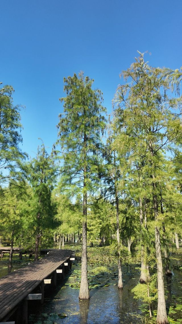 在這裡找到了一片被遺忘的夏天 在這裡找到了一片被遺忘的夏天