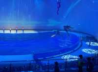 上海海昌海洋公園的海豚表演值得N刷!