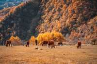 絕了！藏在邯鄲的七彩秋色仙境三條路線任你選