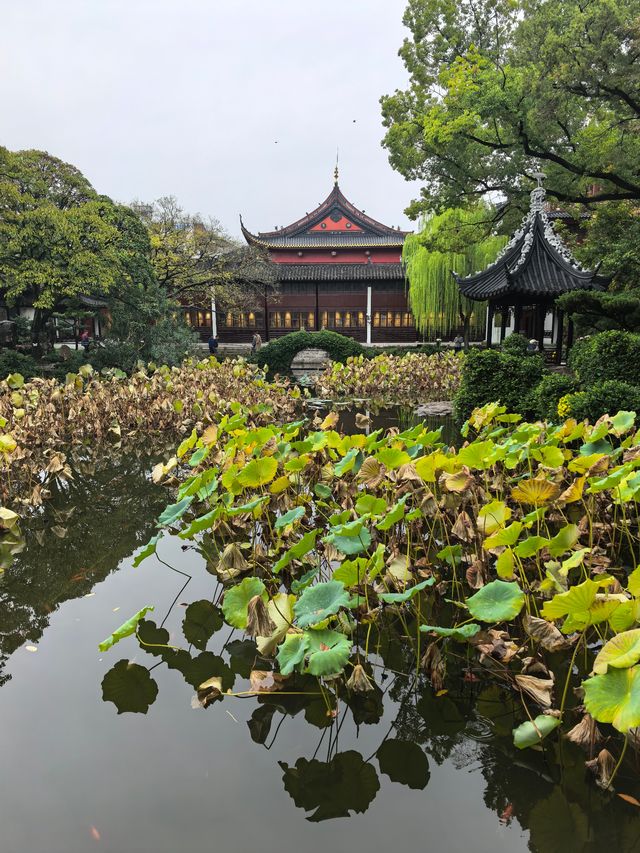 曲水園的菊花展已經幫你們看過了 曲水園的菊花展已經幫你們看過了