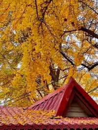 銀杏菊韻寶藏拍攝地