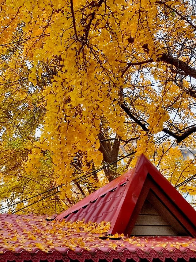 銀杏菊韻寶藏拍攝地 銀杏菊韻寶藏拍攝地