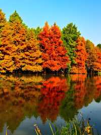 墜入油畫世界明孝陵落羽杉美到封神了