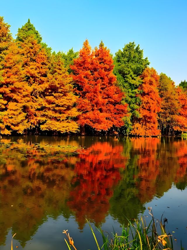 墜入油畫世界明孝陵落羽杉美到封神了