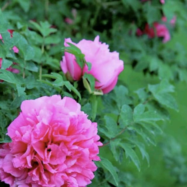 山東荷澤歡迎您