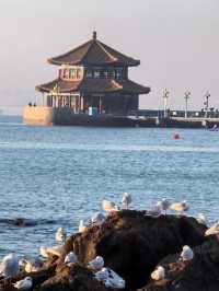 青島冬日元氣旅拍：與西伯利亞海鷗撞個滿懷