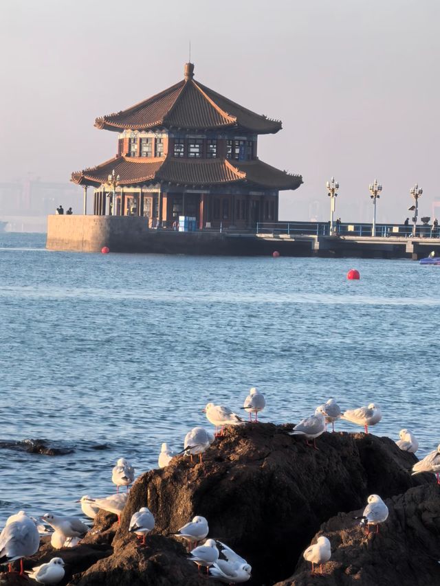 青島冬日元氣旅拍：與西伯利亞海鷗撞個滿懷