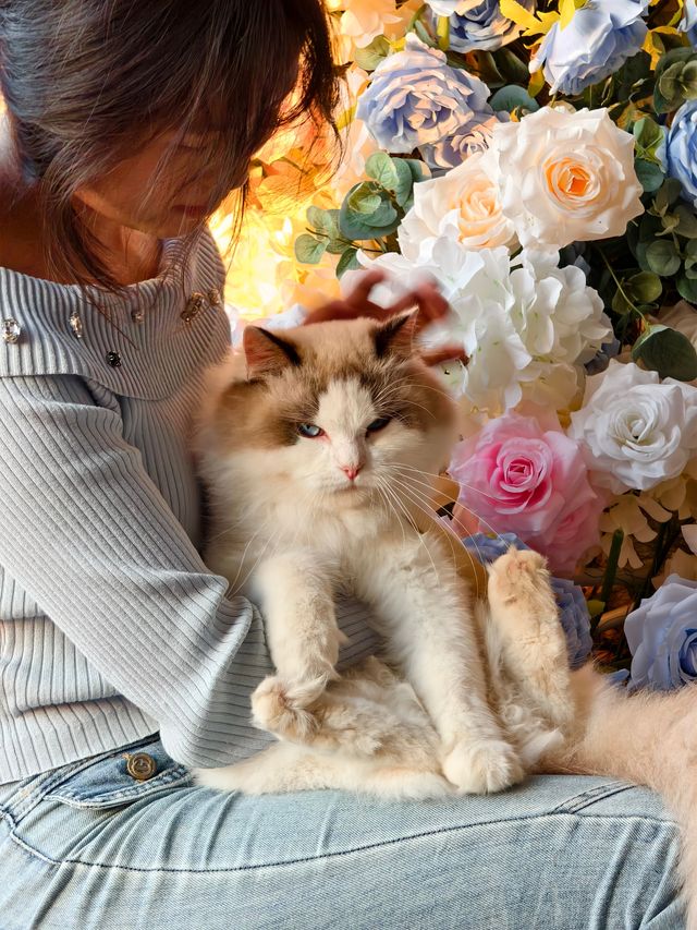 平潭這家海景民宿也太治癒了！面朝大海撸貓太幸福