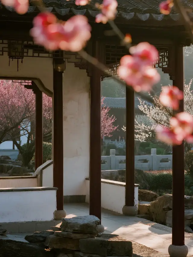 Top Choice for Viewing Plum Blossoms with Kids: Wuxi Rong’s Plum Garden Family Guide