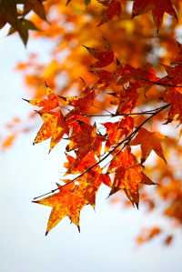 上海市區的秋日火焰!共青森林公園紅楓正當時