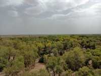 塔里木胡楊林公園