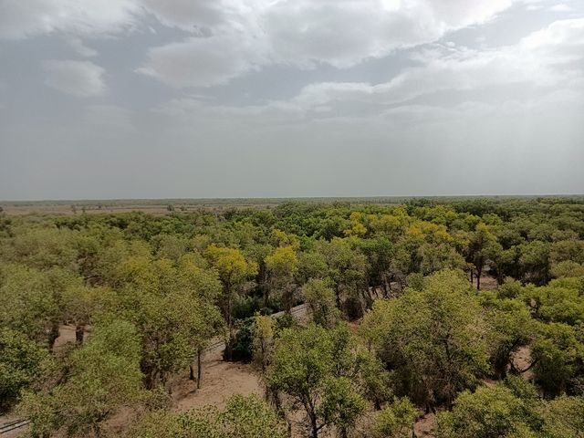 塔里木胡楊林公園 塔里木胡楊林公園