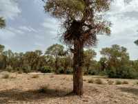 塔里木胡楊林公園