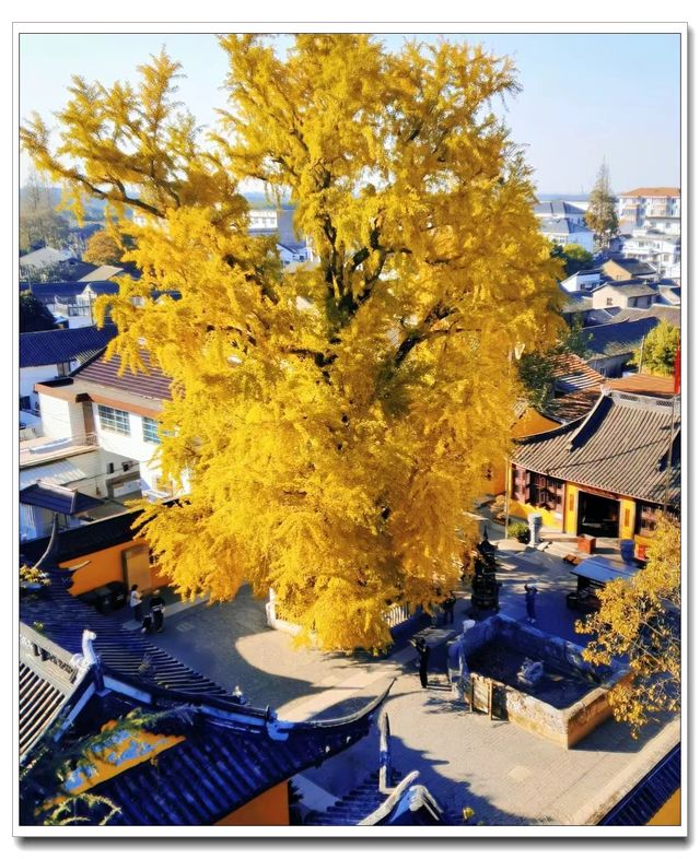 別擠外灘！青浦千年銀杏藏著上海最美秋！