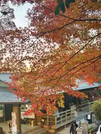 名古屋周邊|隱藏系絕美露營地