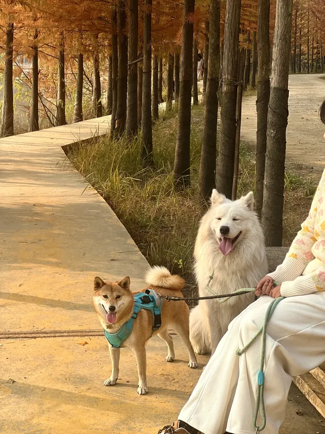 12.1實況live紹興鳳凰山美翻了!!!!!! 12.1實況live紹興鳳凰山美翻了!!!!!!