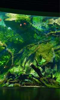 綠野仙蹤般治癒之旅