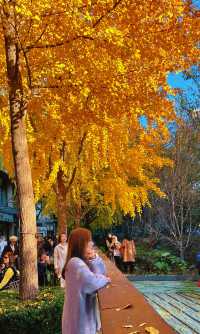 金色暴擊!上海黃金城道銀杏濃度已滿格!