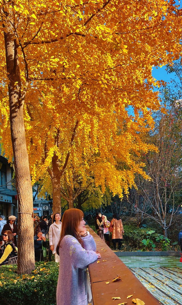 金色暴擊!上海黃金城道銀杏濃度已滿格! 金色暴擊!上海黃金城道銀杏濃度已滿格!