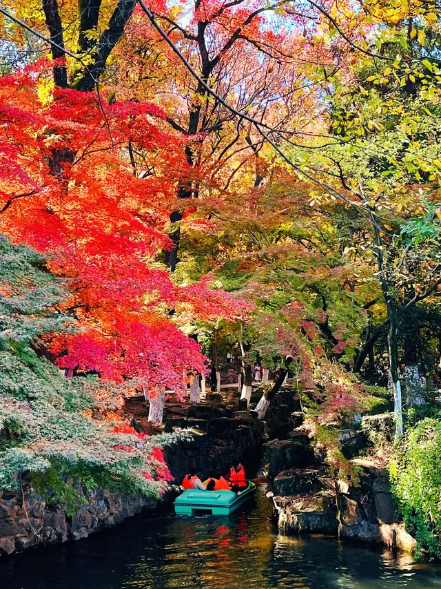 虞山賞楓實拍本週末可衝! 虞山賞楓實拍本週末可衝!