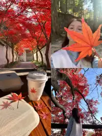 莫干山紅葉進度