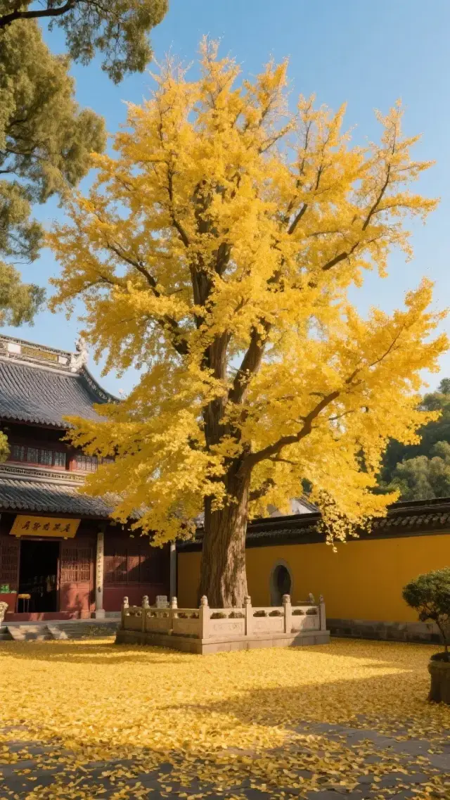 這才是上海賞銀杏的最美打開方式！龍華寺銀杏攻略大公開