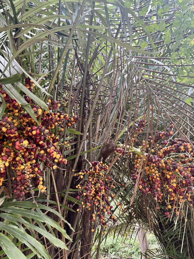 華南植物園拍照吸氧全攻略｜逃離城市計劃來啦