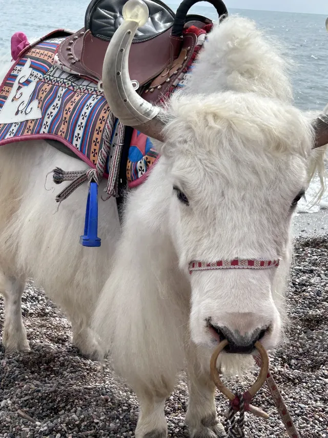 溜了溜了!大西北拜拜! 溜了溜了!大西北拜拜!