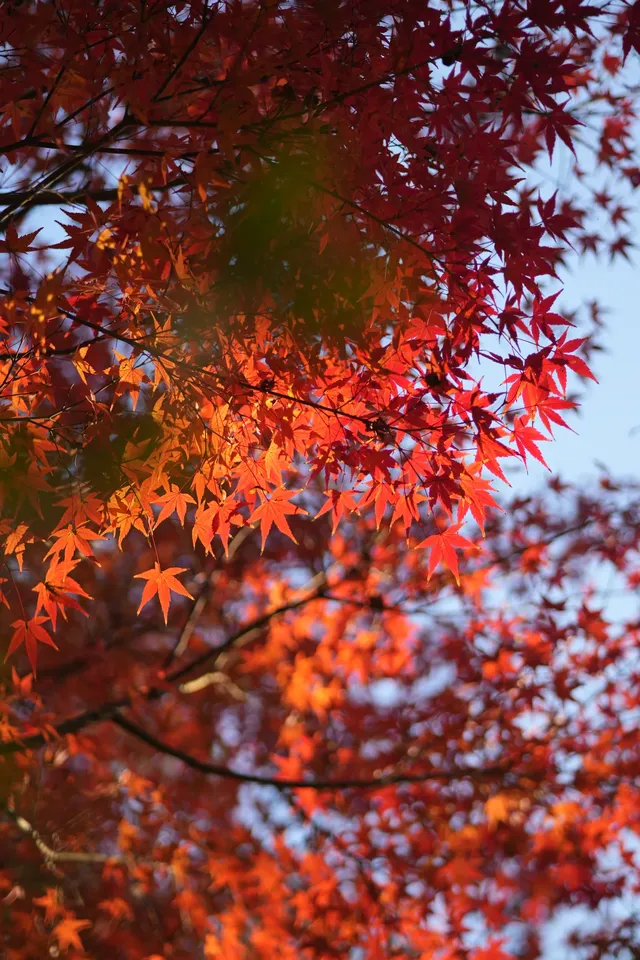 是何老師同款濮院！《嚮往》裡的秋日油畫江南！