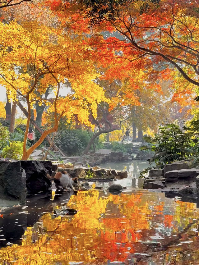 帶上這個以防萬一｜秋天的星星調色教程