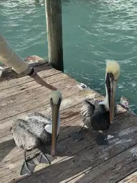 在雨夾雪的紐約懷念key west的|附攻略