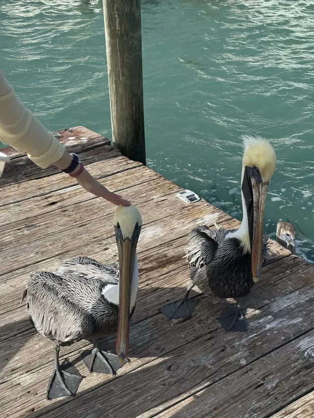 在雨夾雪的紐約懷念key west的|附攻略 在雨夾雪的紐約懷念key west的|附攻略