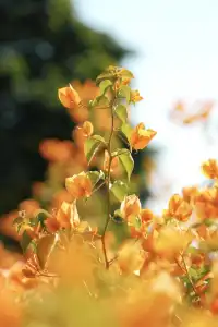 在廈門馬銮灣一起走三角梅花路啦!