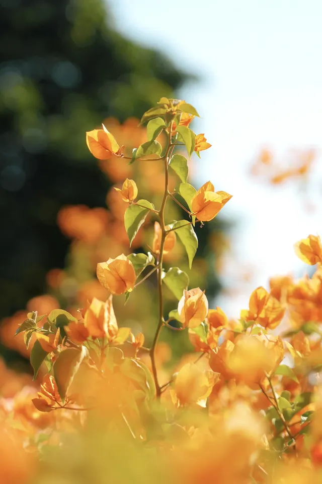 在廈門馬銮灣一起走三角梅花路啦! 在廈門馬銮灣一起走三角梅花路啦!