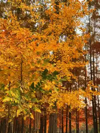 12.2live｜現實版莫奈油畫藏在武漢青山公園